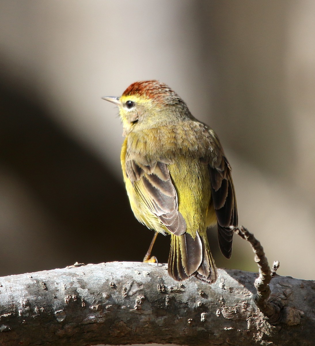 Palm Warbler - ML313015621