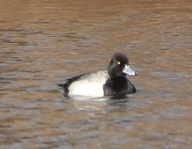 Lesser Scaup - ML313016101