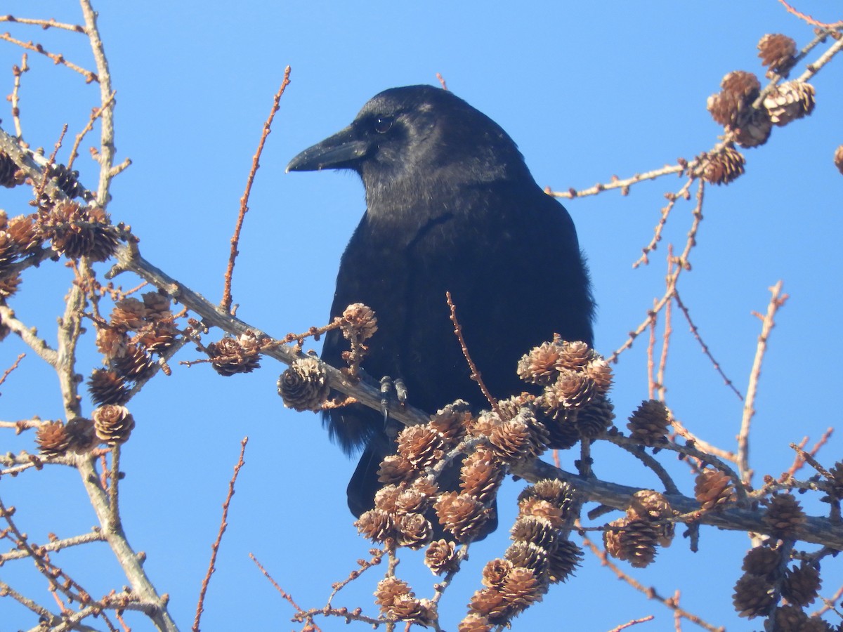 American Crow - ML313016361