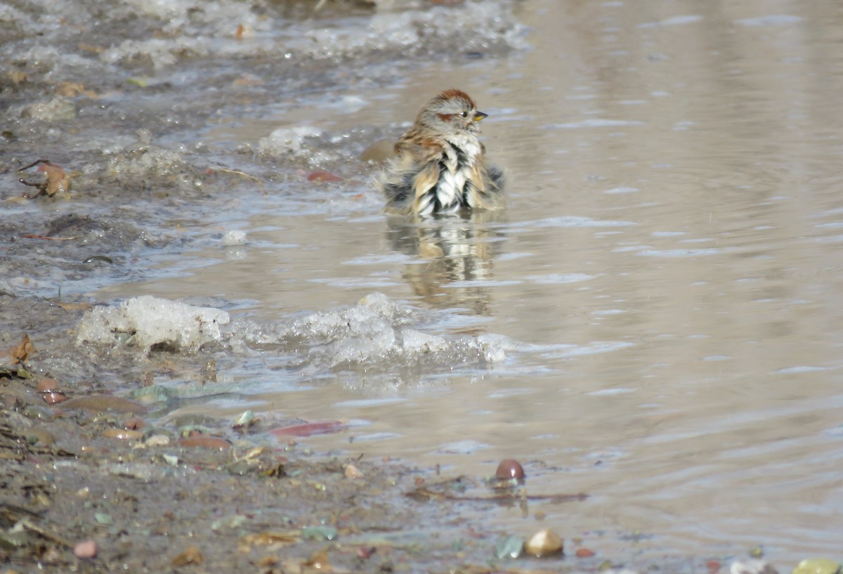 American Tree Sparrow - ML313016571