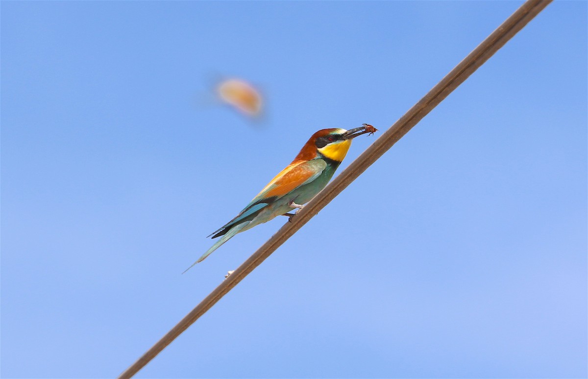 European Bee-eater - ML313017111