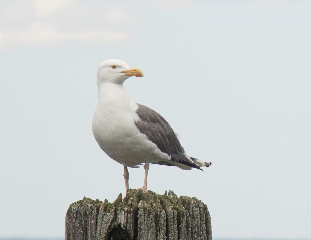 American Herring Gull - ML313017151