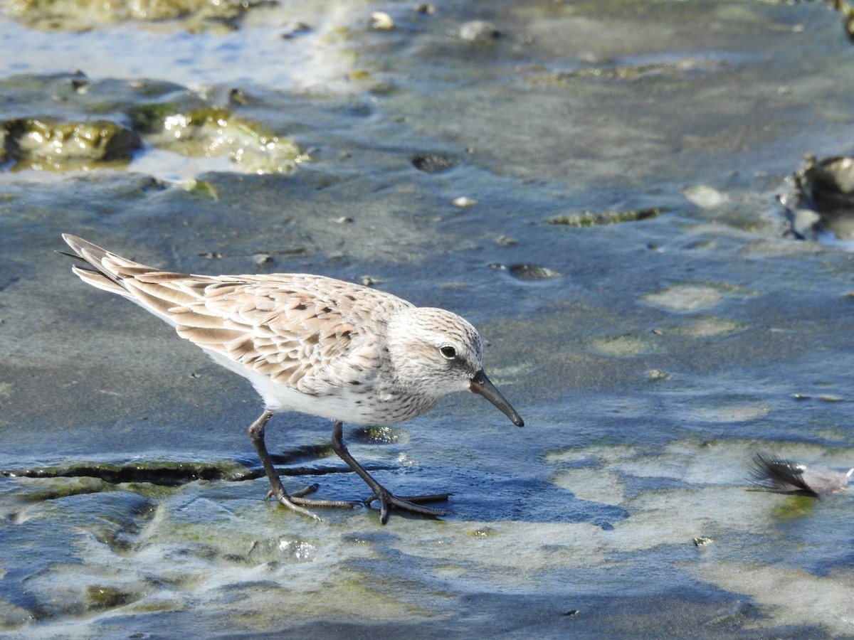 White-rumped Sandpiper - ML313022081