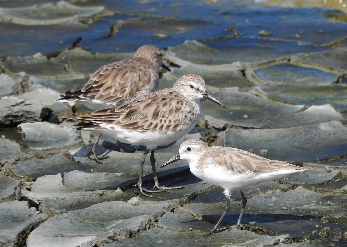 Semipalmated Sandpiper - ML313022141