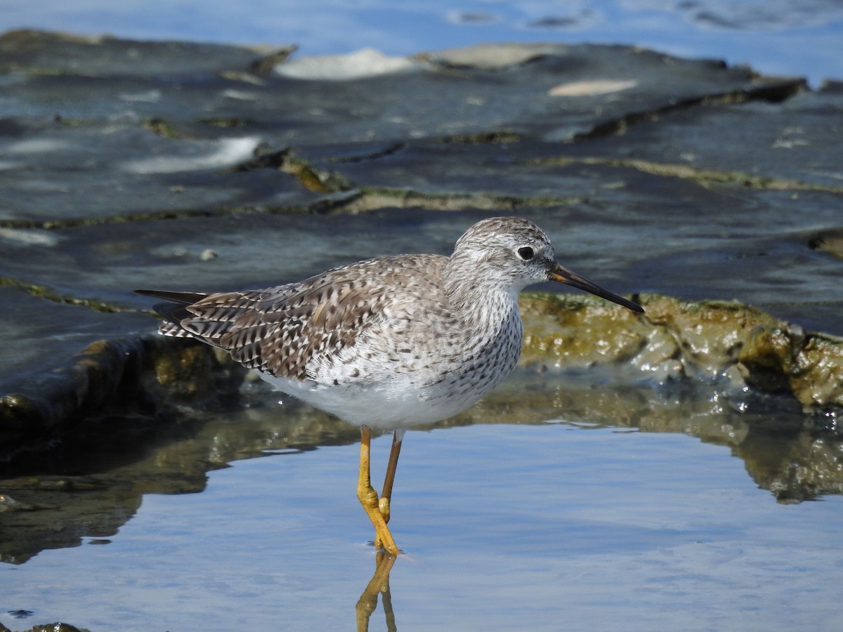 Lesser Yellowlegs - ML313022351