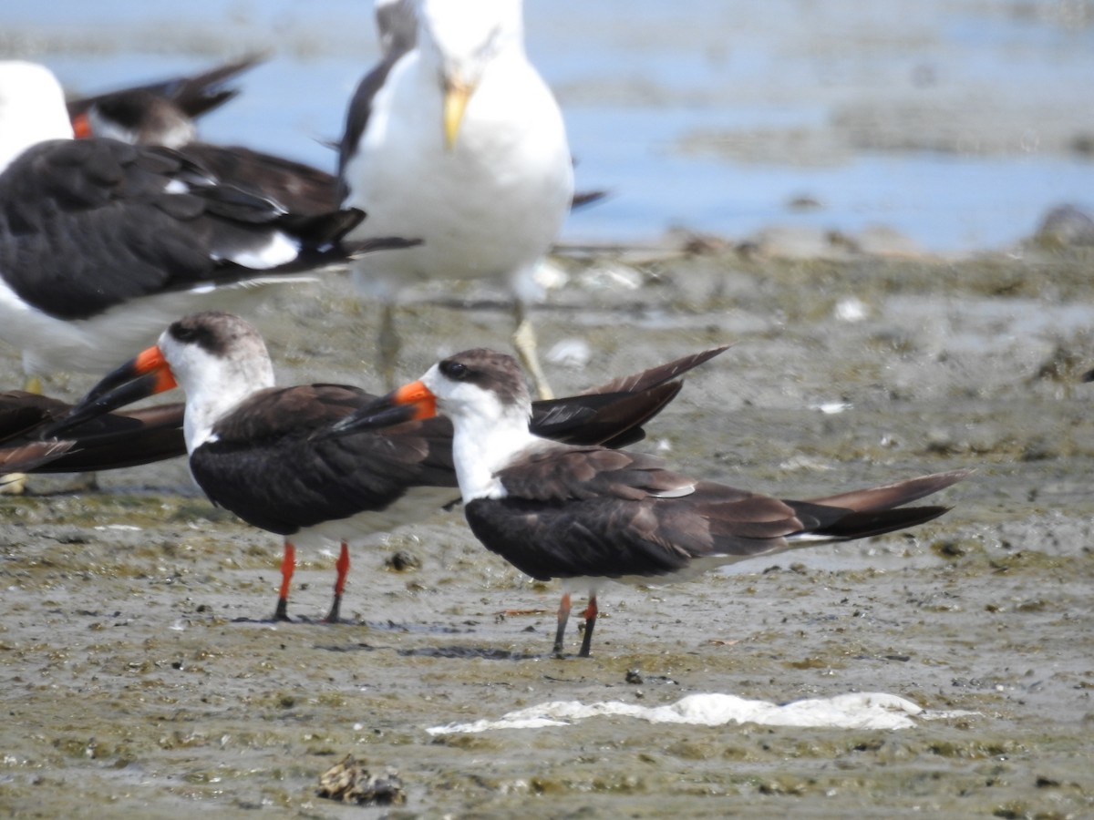 Black Skimmer - ML313022651