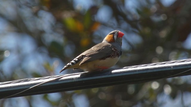 zebřička pestrá (ssp. castanotis) - ML313022731