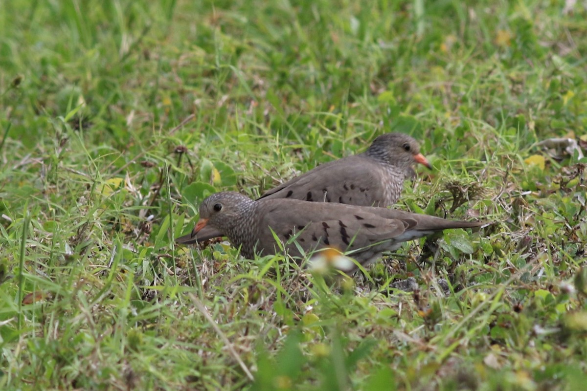 Sperlingstäubchen - ML313022751