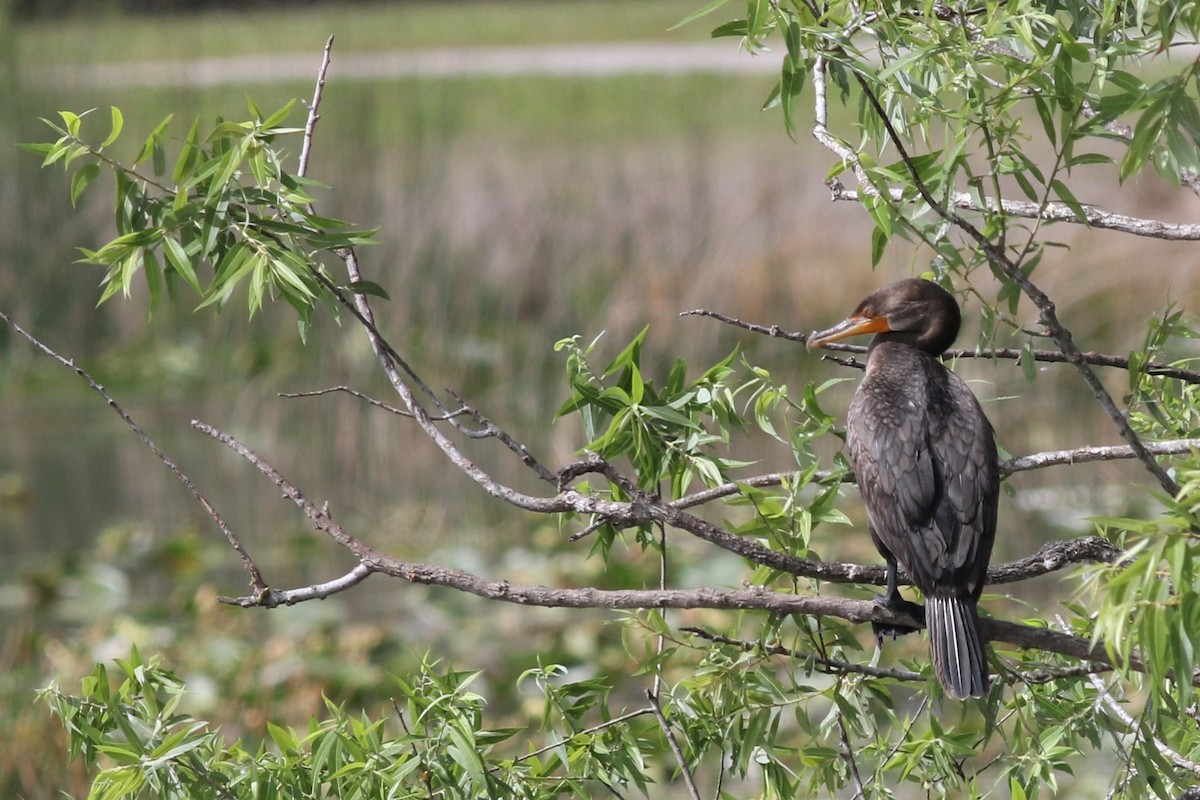 Double-crested Cormorant - Margaret Viens