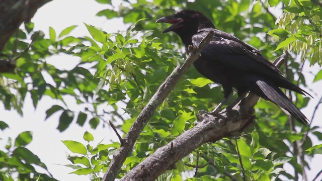 Common Raven - ML313024921