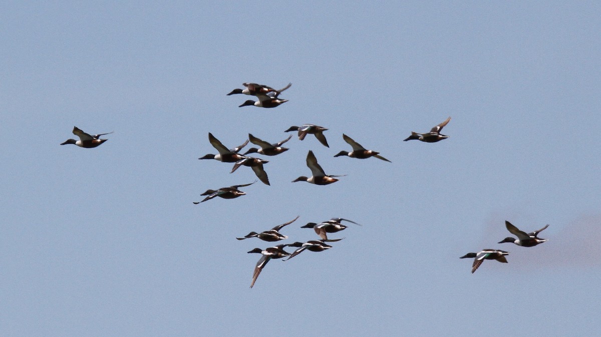 Northern Shoveler - ML31302511