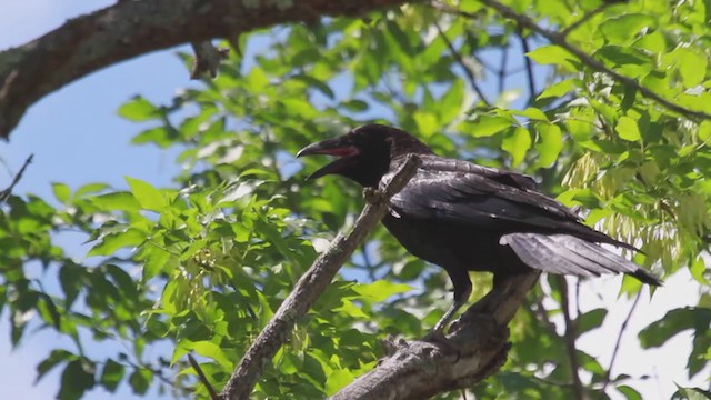 Common Raven - ML313025491