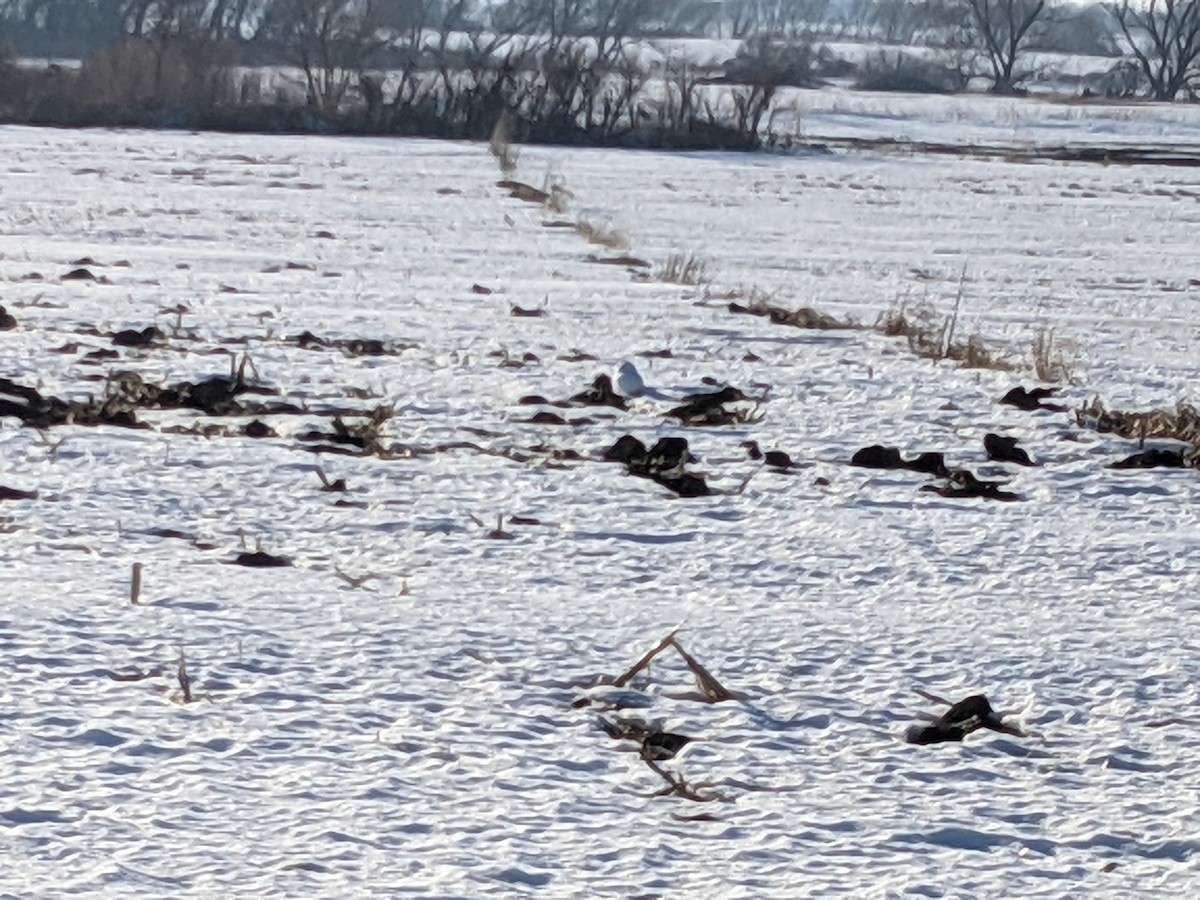 Snowy Owl - ML313025901