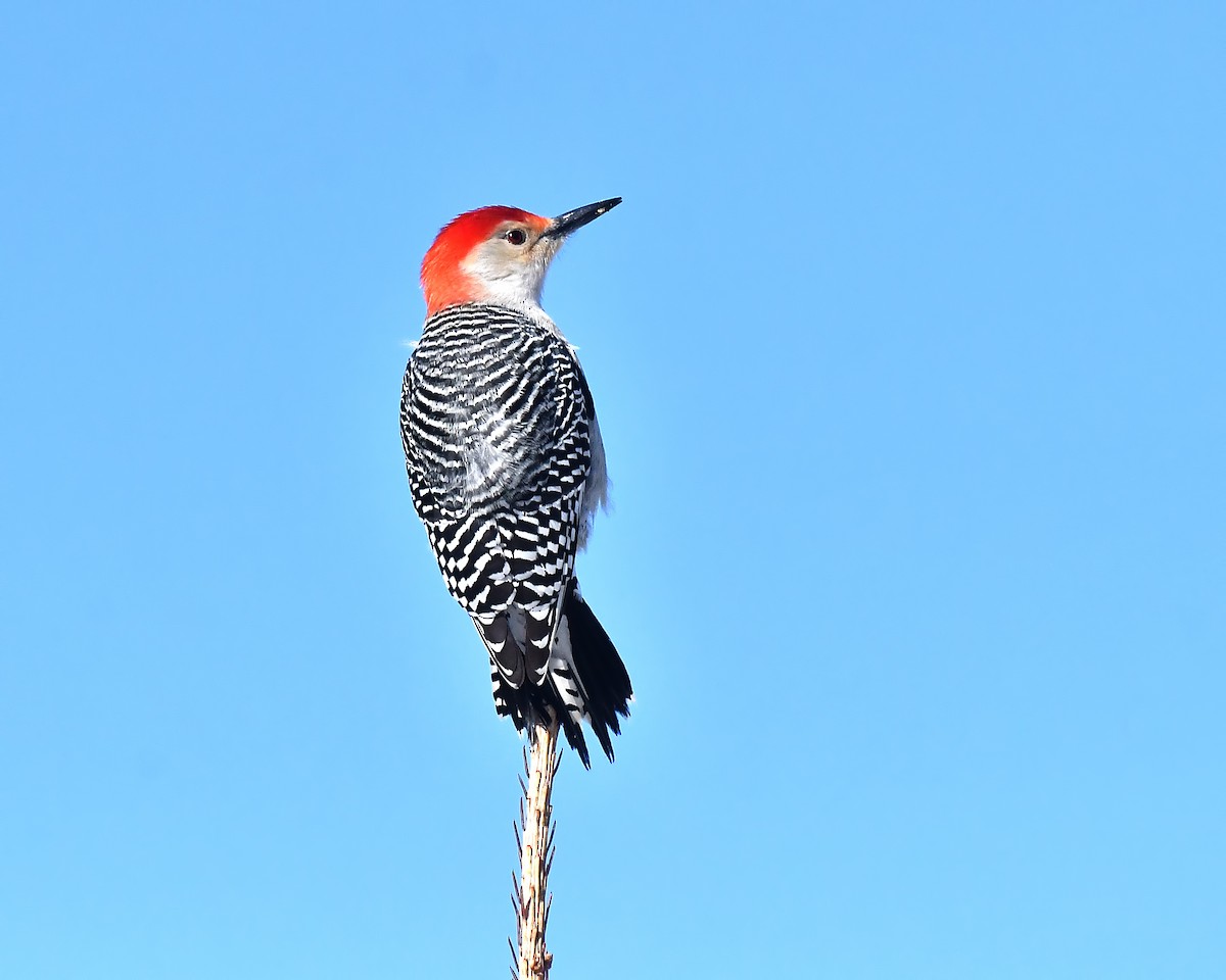 Red-bellied Woodpecker - Ed McAskill