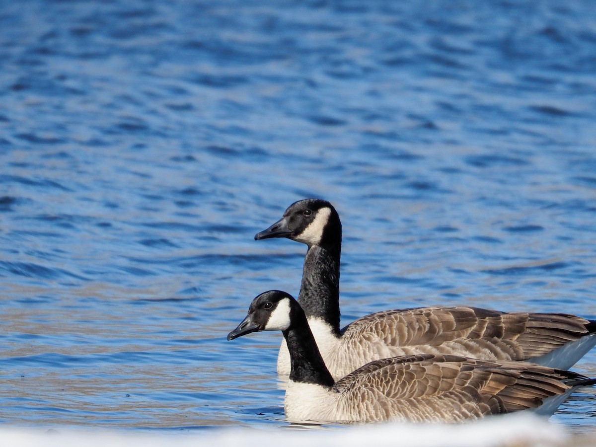 Canada Goose - ML313027421