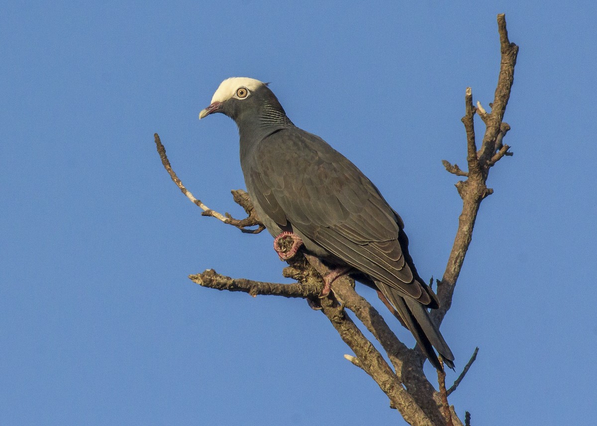 White-crowned Pigeon - ML313029911