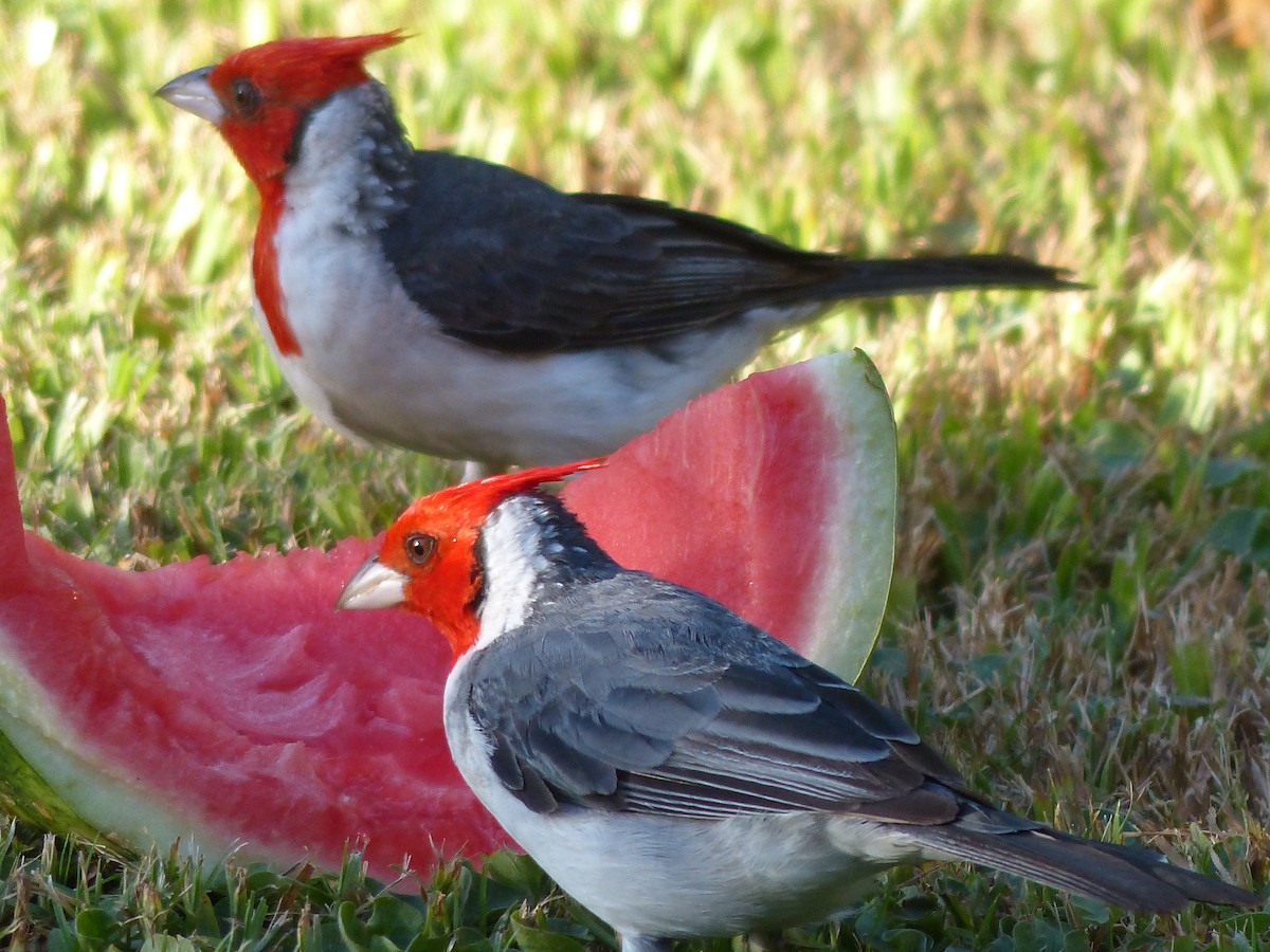 Red-crested Cardinal - ML313030011