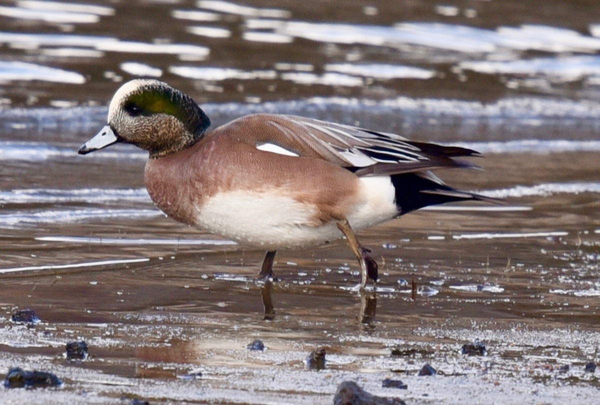 American Wigeon - ML313030111