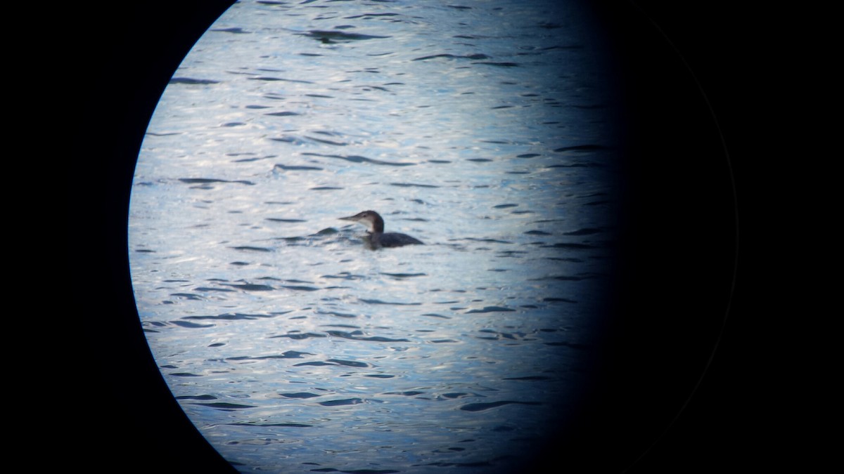 Common Loon - ML31303061