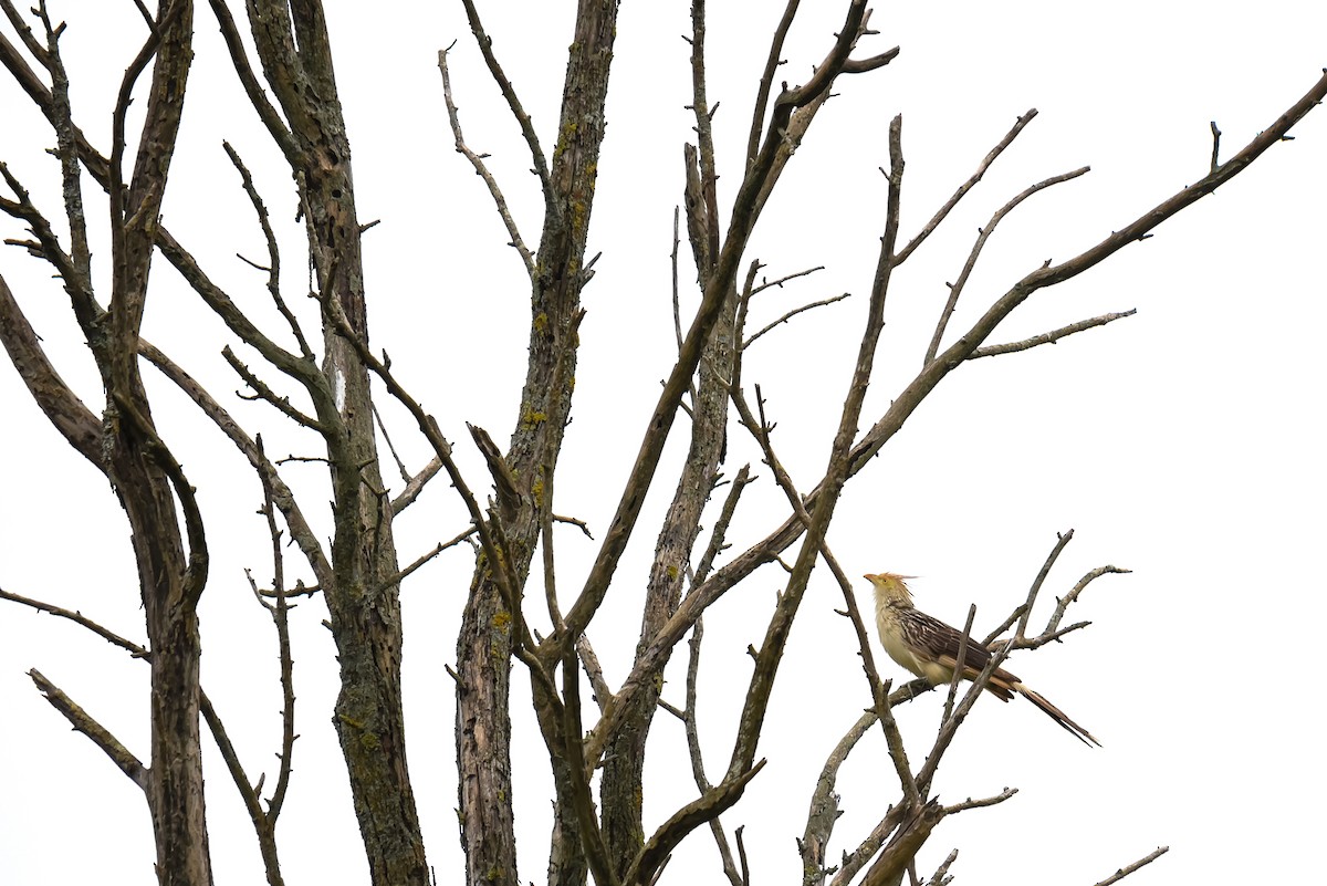 Guira Cuckoo - ML313030981