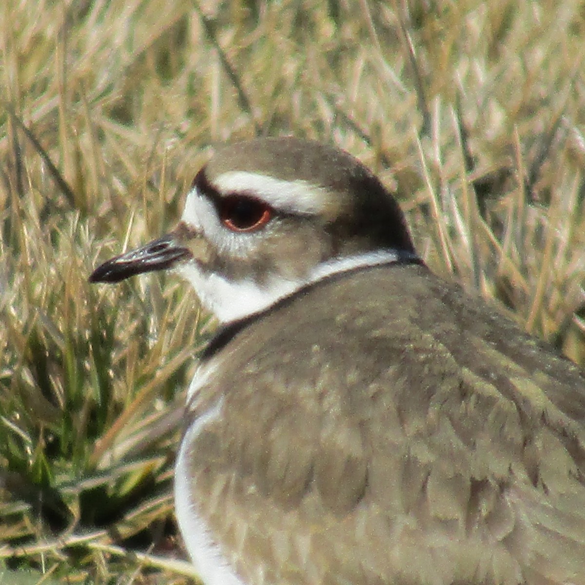 Killdeer - ML313031581
