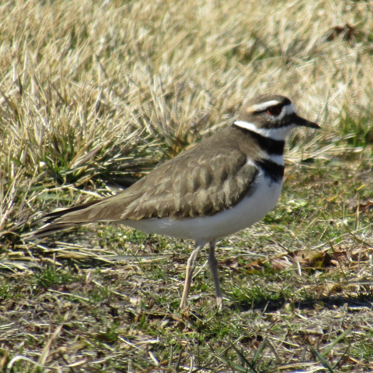 Killdeer - ML313031591
