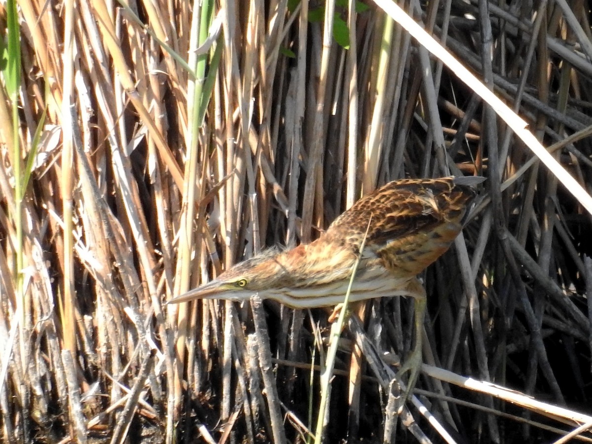 Little Bittern - ML31303291