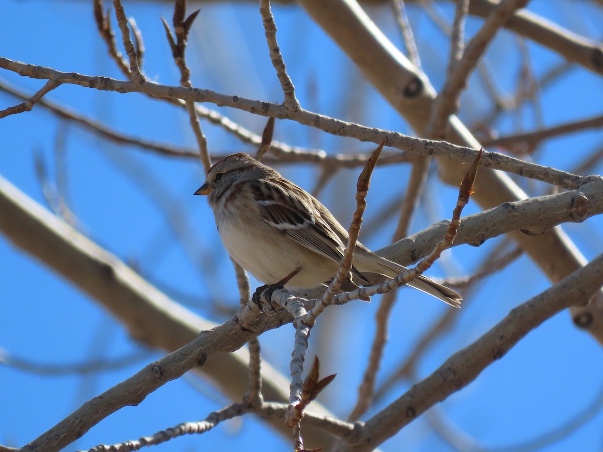 American Tree Sparrow - ML313033911
