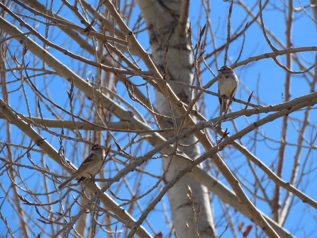 American Tree Sparrow - ML313034171