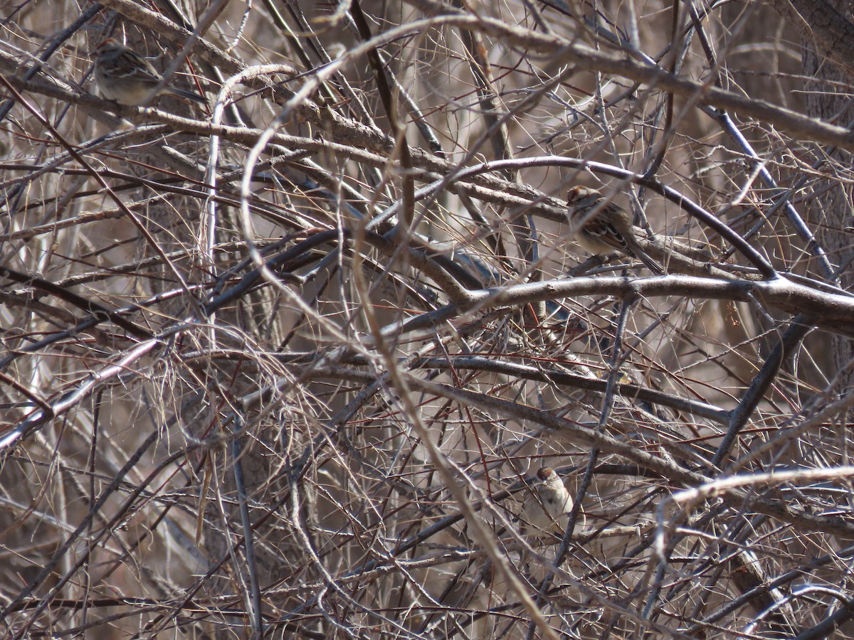 American Tree Sparrow - ML313034411