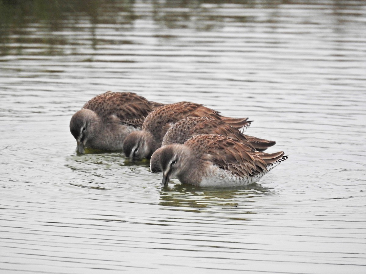 Long-billed Dowitcher - ML313034651