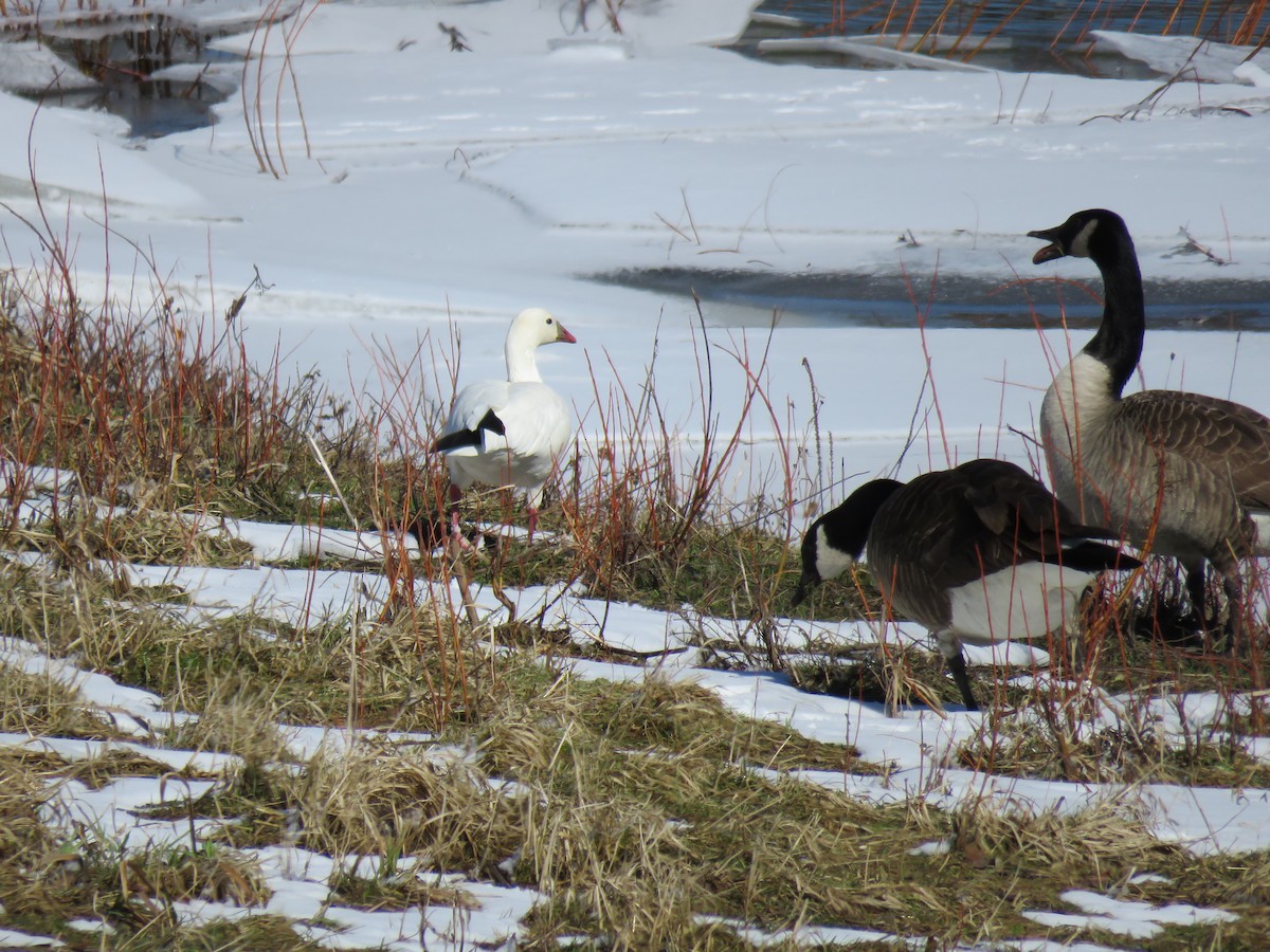 Ross's Goose - ML313035871