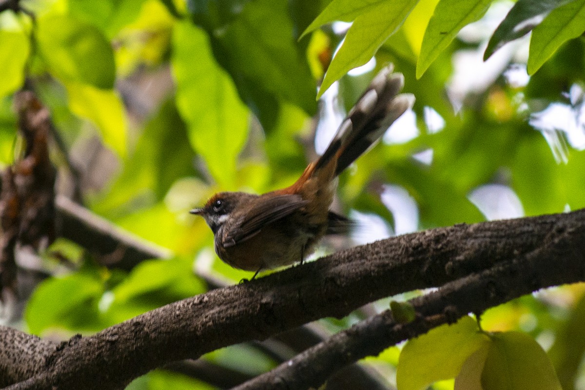 Micronesian Rufous Fantail - ML313035881