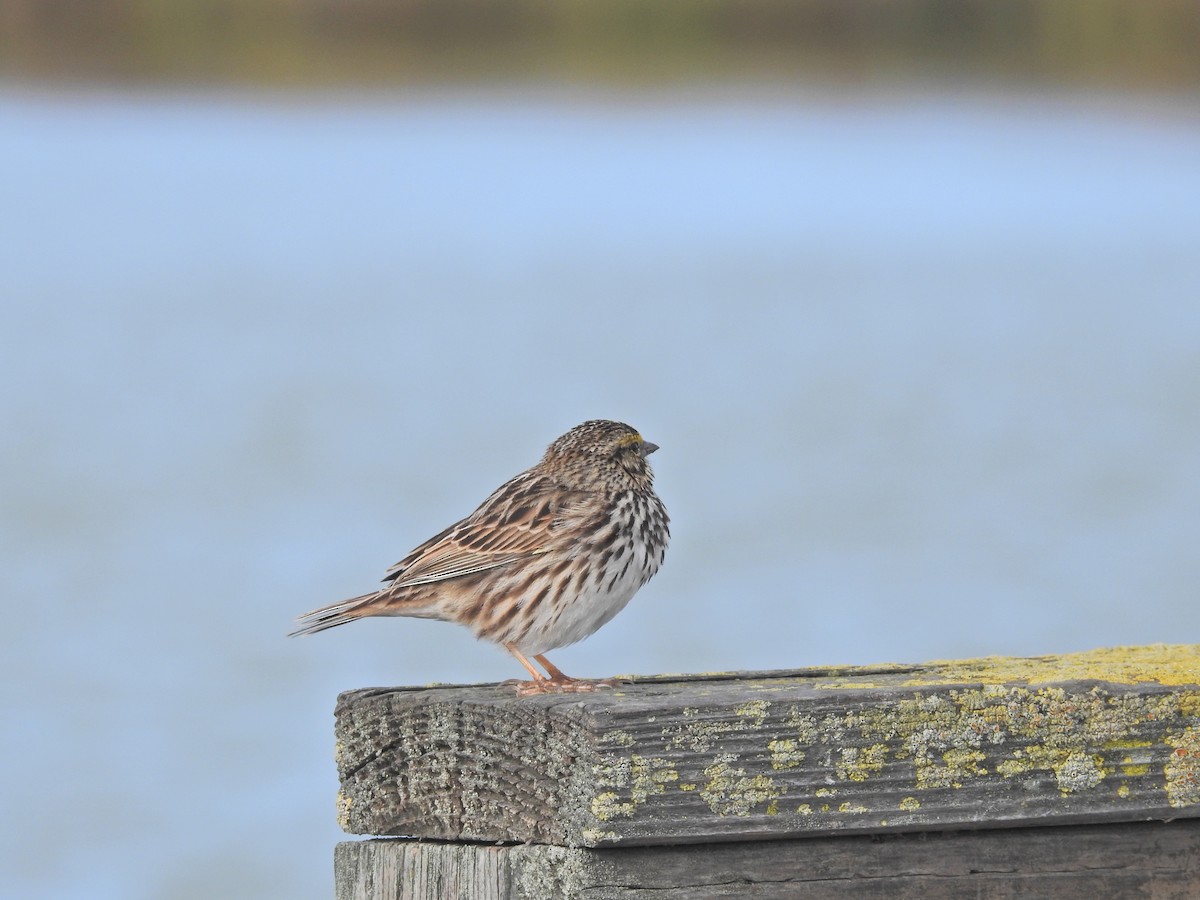 Savannah Sparrow - ML313036011