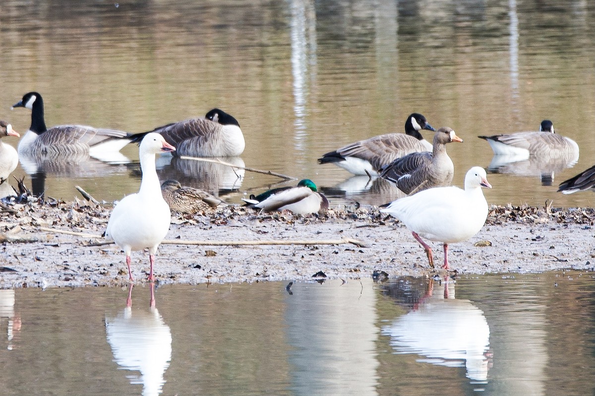 Snow Goose - ML313036391