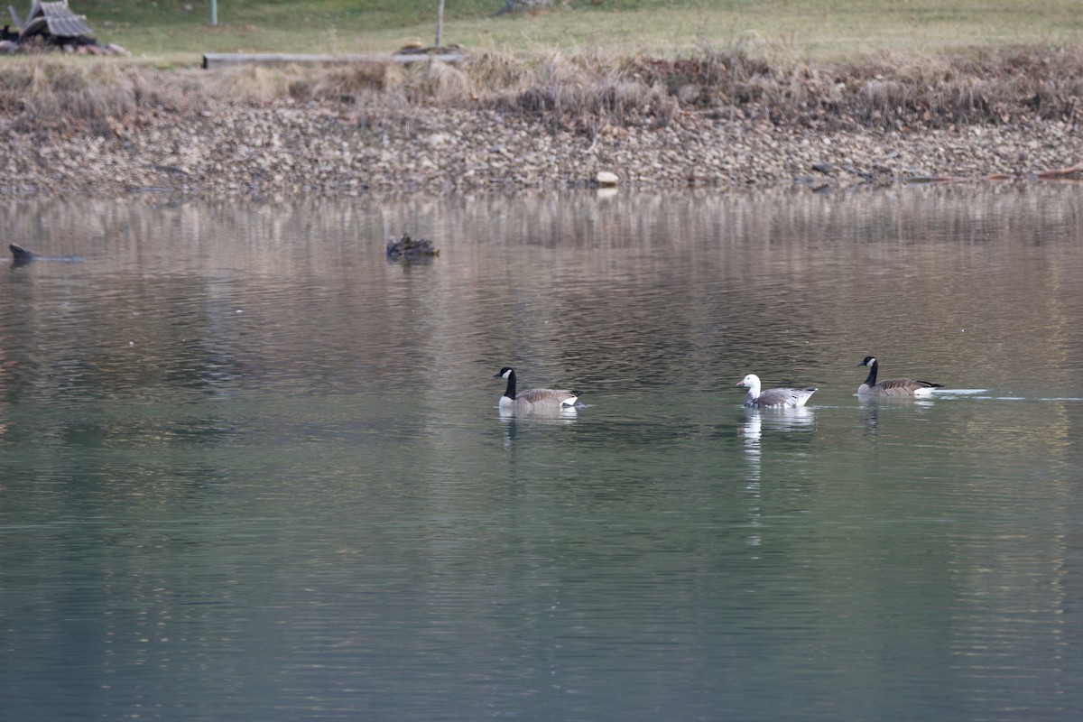 Snow Goose - ML313036431