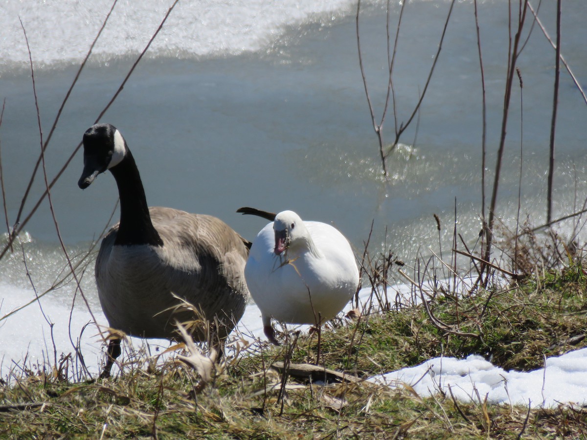 Ross's Goose - ML313037261