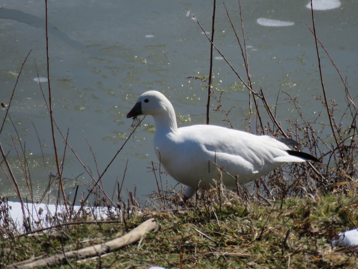 Ross's Goose - ML313037301