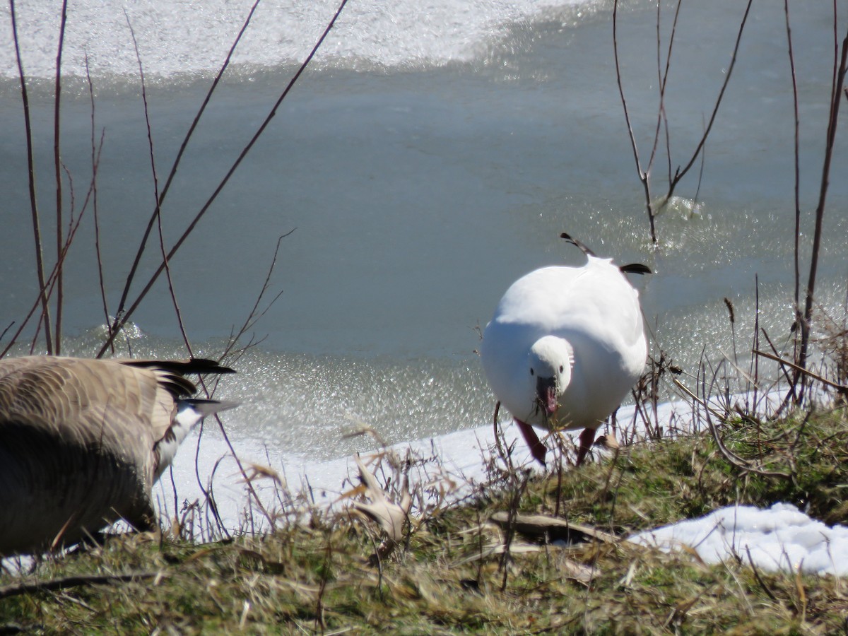 Ross's Goose - ML313037361