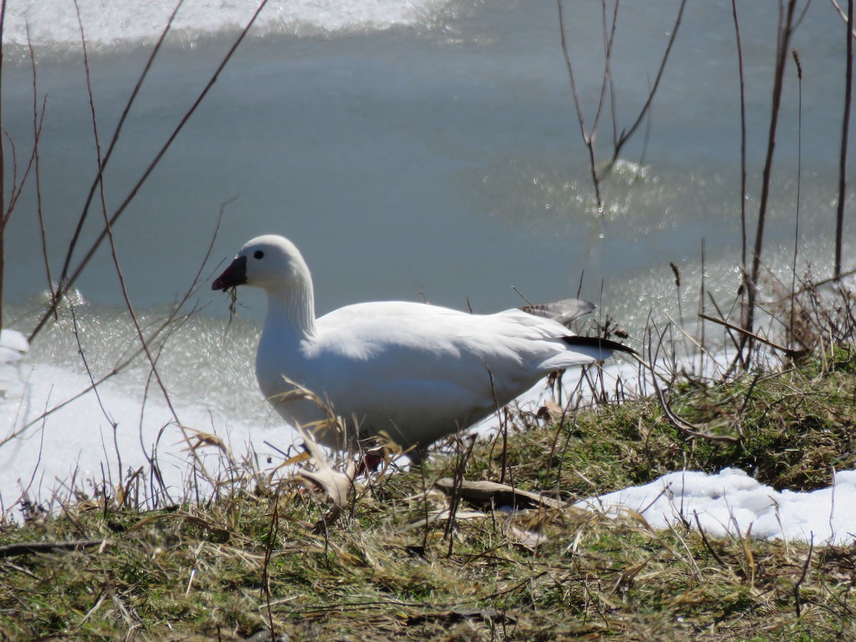 Ross's Goose - ML313037371