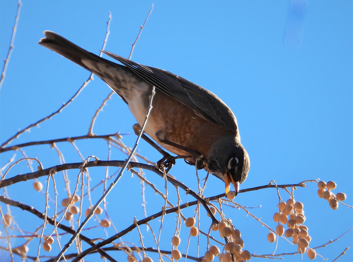 American Robin - ML313037631