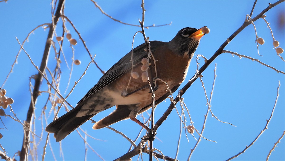 American Robin - ML313037651