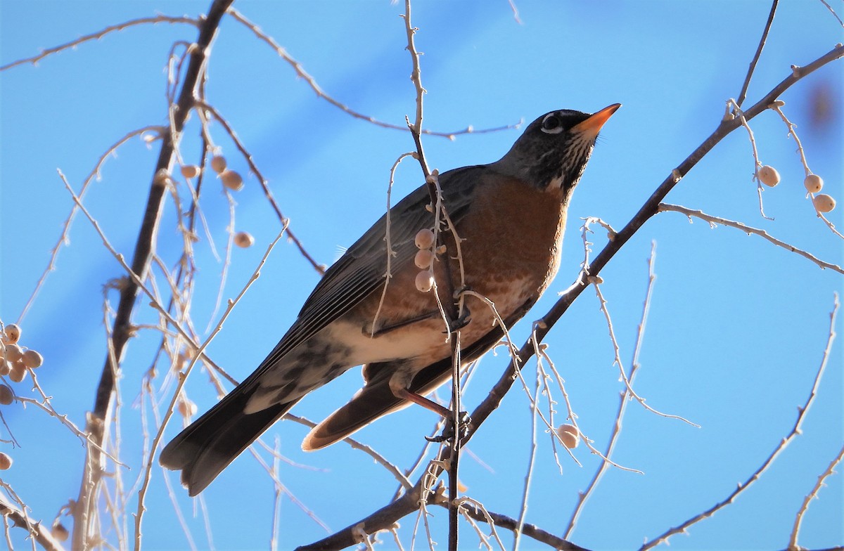 American Robin - ML313037661