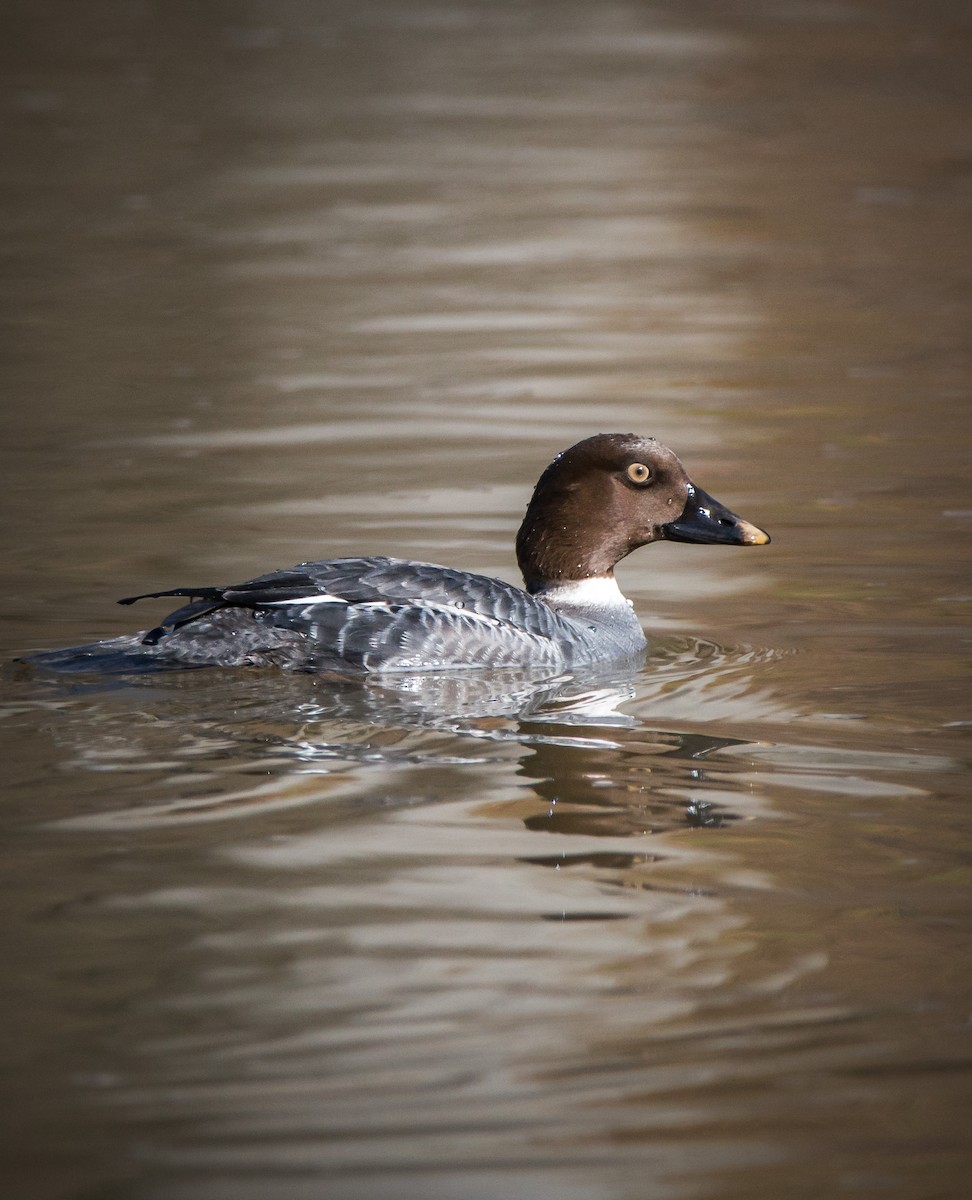 Common Goldeneye - ML313041061