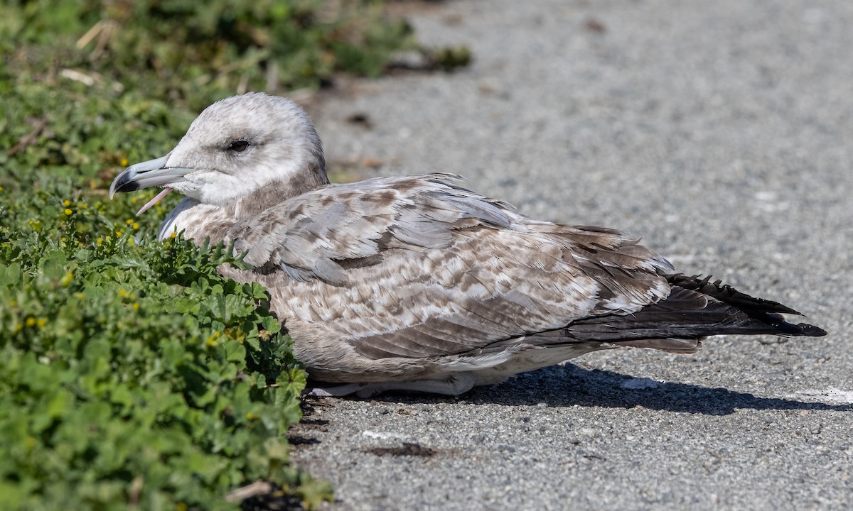 California Gull - ML313043321