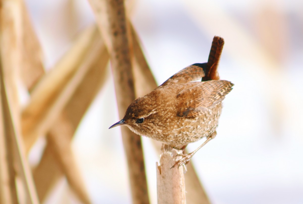 Winter Wren - ML313044371