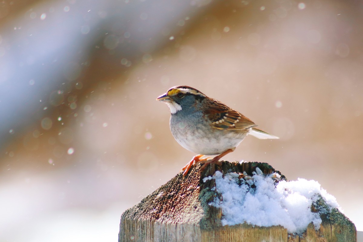 White-throated Sparrow - ML313044521