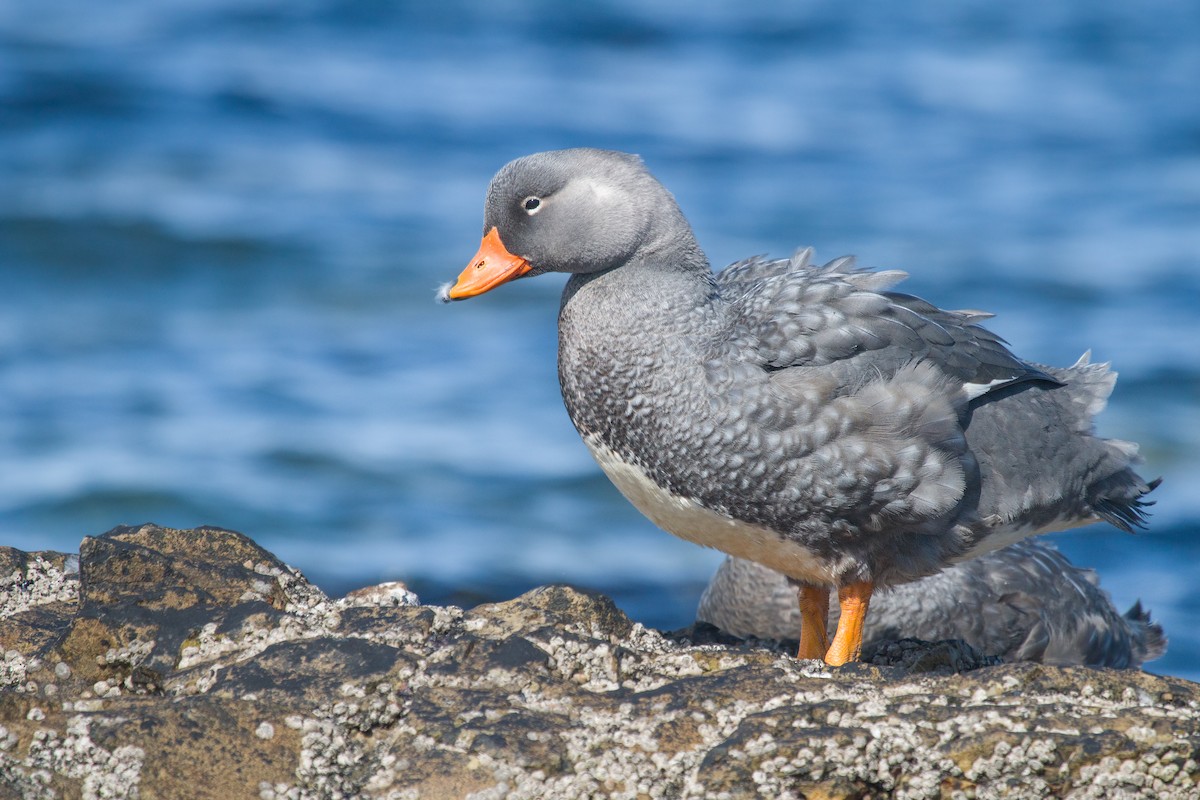 Flightless Steamer-Duck - ML313048681