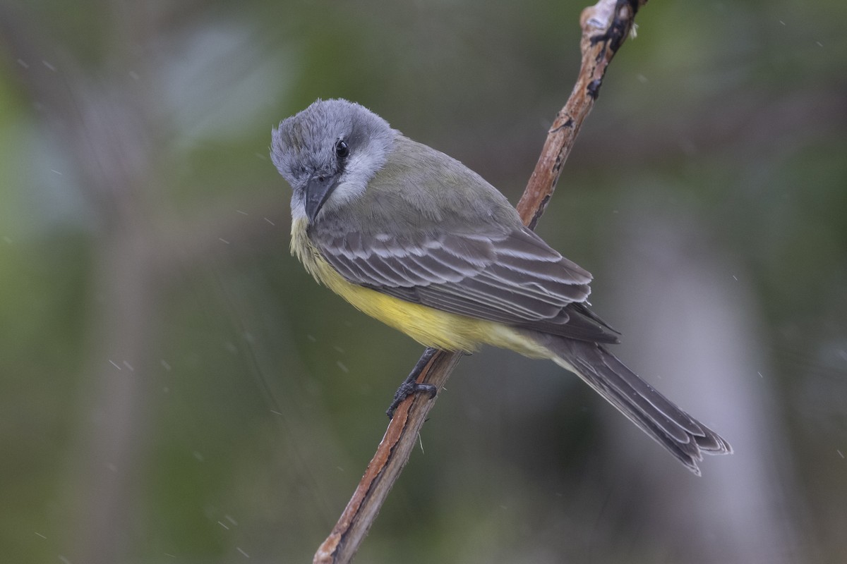 Couch's Kingbird - ML313049671