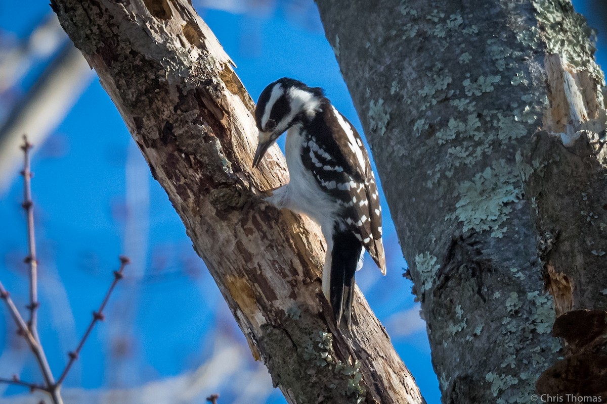 Hairy Woodpecker - ML313050131
